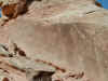 dinosaur003.jpg (66707 bytes)