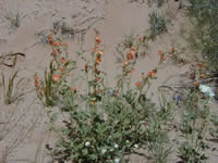 goblinvalley002.jpg (85301 bytes)