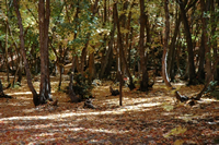 Maple Lake Campground